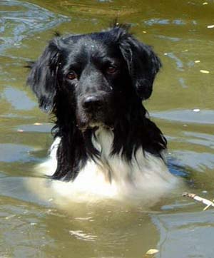 SPANIEL OLANDEZ